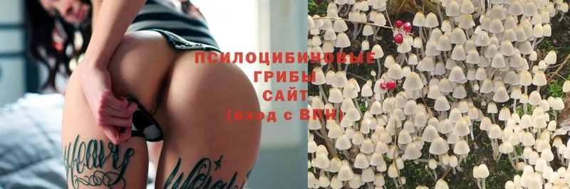 Псилоцибиновые грибы Cubensis  Вельск 